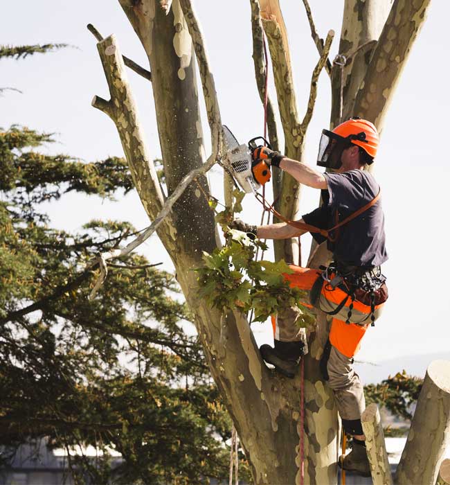 tree-removal image